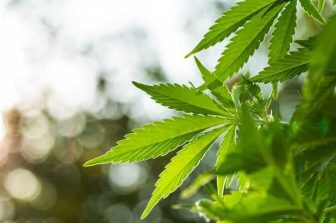 TWS Launches AI Bud Tender to Revolutionize Cannabis Shopping Experience, Expands into Wholesale