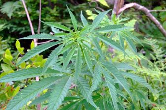 Charlotte’s Web Reports Shareholder Meeting Voting Results