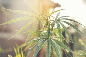 Auxly Announces Results of Annual General Meeting of Shareholders