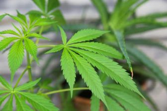 Innocan’s Findings to be Showcased in Scientific Poster Reception at PAINWeek 2025 Conference in Las Vegas, Nevada