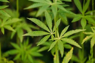 New Curaleaf Branded Dispensary Opens in New Albany, Ohio, in Partnership with RC Retail 2