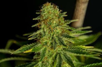 Dutchie Launches “Round Up the Change,” Turning Spare Change Into Meaningful Impact Through Cannabis Reform Partnerships