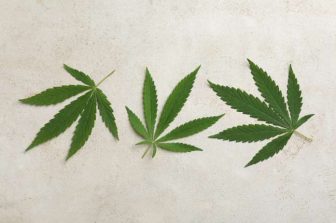 Seed Junky Genetics Founder JBeezy Announces Return of the MINNTZ® Brand