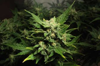 Edibles.com Opens First Flagship Store, Establishing a New National Standard for Hemp Retail