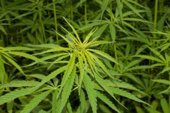 Aurora Advances Global Medical Cannabis Portfolio with New Product Launches Across Key International Markets