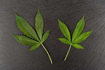 Perfect Union Welcomes Historic DOJ Cannabis Rescheduling, Calls Move a Lifeline for California Dispensaries