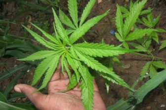 Aurora Cannabis Accelerates Global Medical Cannabis Leadership with Accretive Acquisition of Safari Flower Company, Expanding EU GMP Capacity to Serve Growing High Margin International Markets