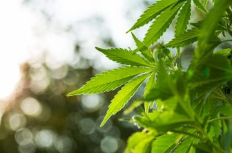 GELATO CANNA LAUNCHES THE “BALLER BRUSH”: A NEW, EASY WAY TO CUSTOMIZE YOUR CANNABIS EXPERIENCE