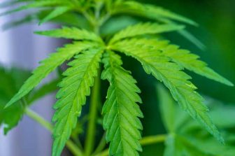 Death Row Records Cannabis Expands Into Nevada
