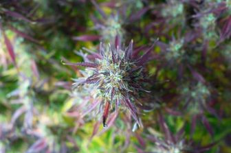 Curaleaf Bolsters Florida Footprint with Two New Medical Dispensaries in Jacksonville Beach and Fernandina Beach
