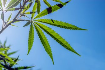 Fusion CBD Products’ Intensive Relief Rub for Soccer Players