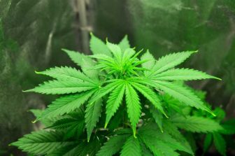 Someone Finally Made the “Zyn” for Cannabis! Meet KSHN Pouch Co.